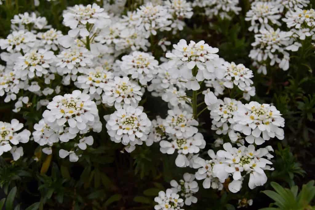 Iberis sempervirens 'Snowflake' ---